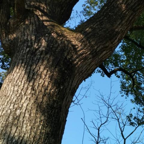 小捣蛋