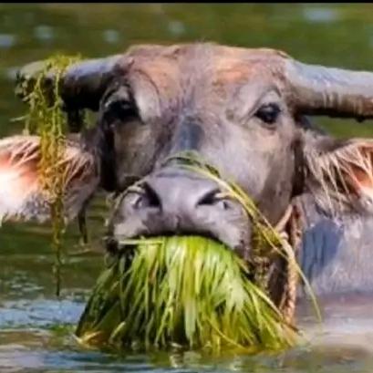 吃着饼子喝咖啡