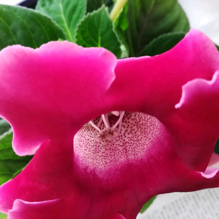 铃铛果