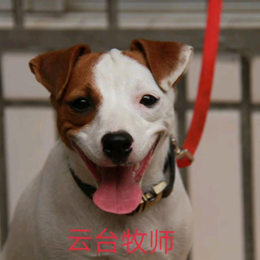 云台谷犬业