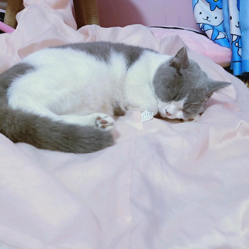 雪霜
