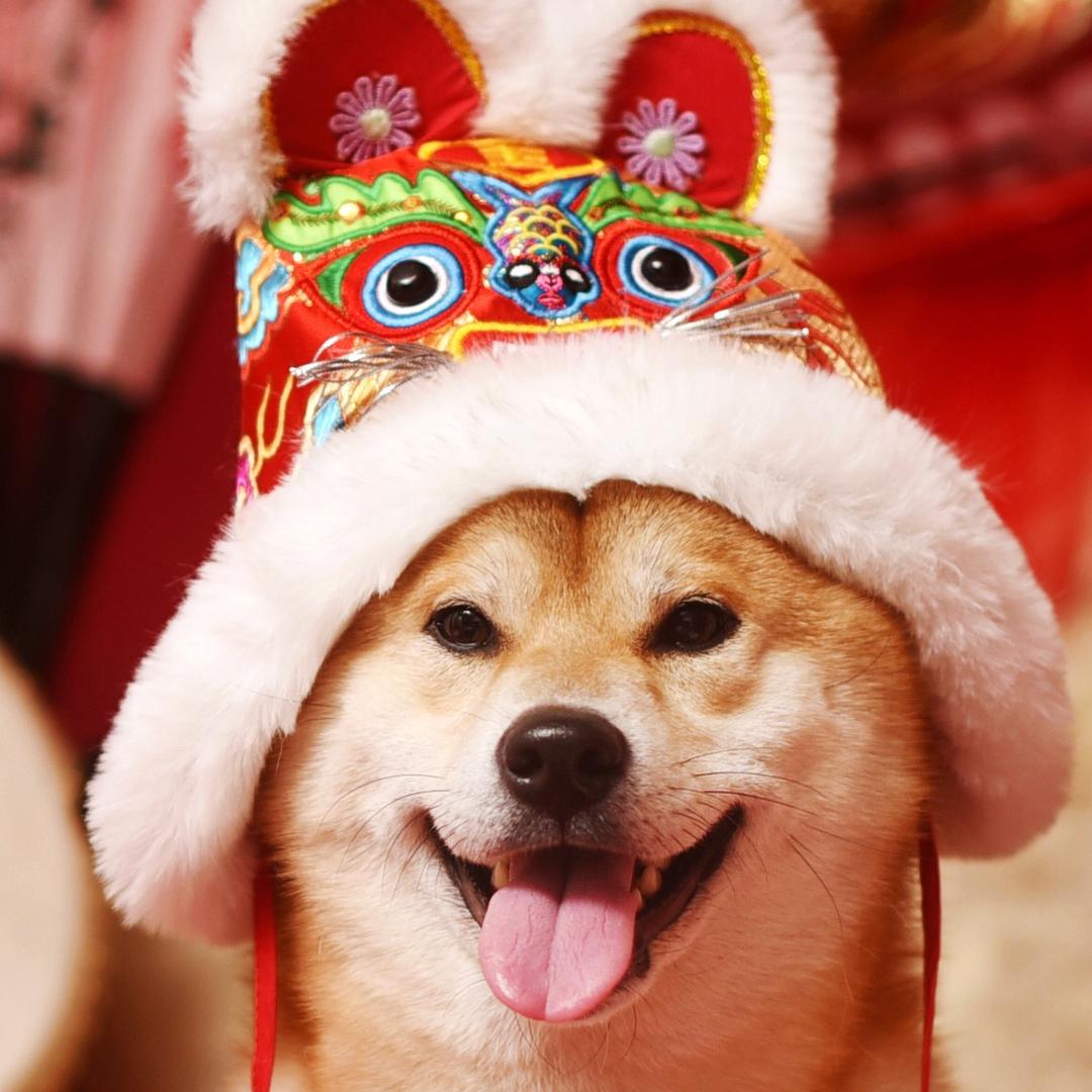 柴犬游小铁是个淘气包@抖音