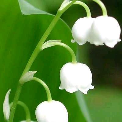 ༺།༼࿄࿆暴躁小菇凉࿅࿆༽།༻