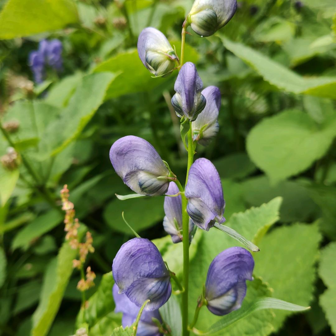 初七   战神  疯熊