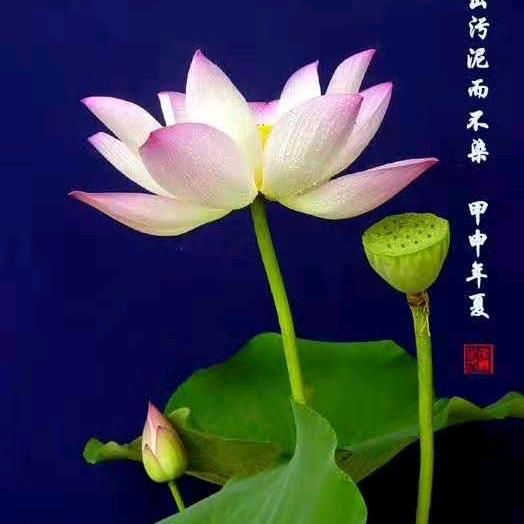 时尚老妈