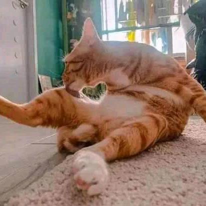 梦想猫狗双全