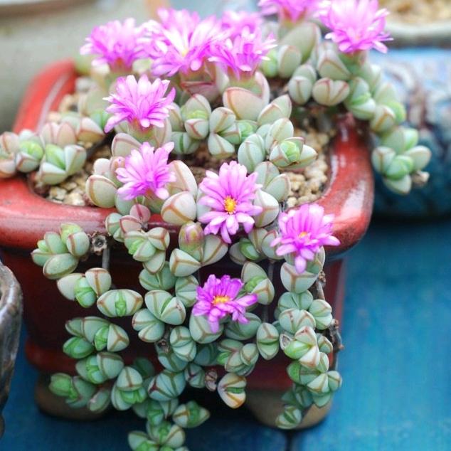 小雷观赏鱼乐园