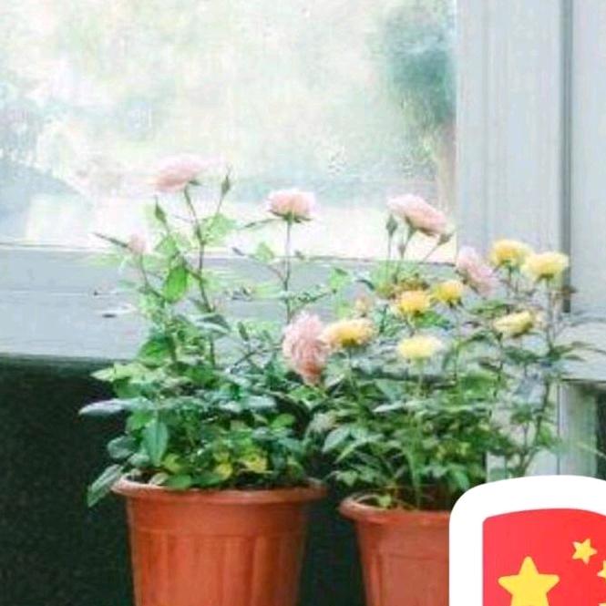 柠檬