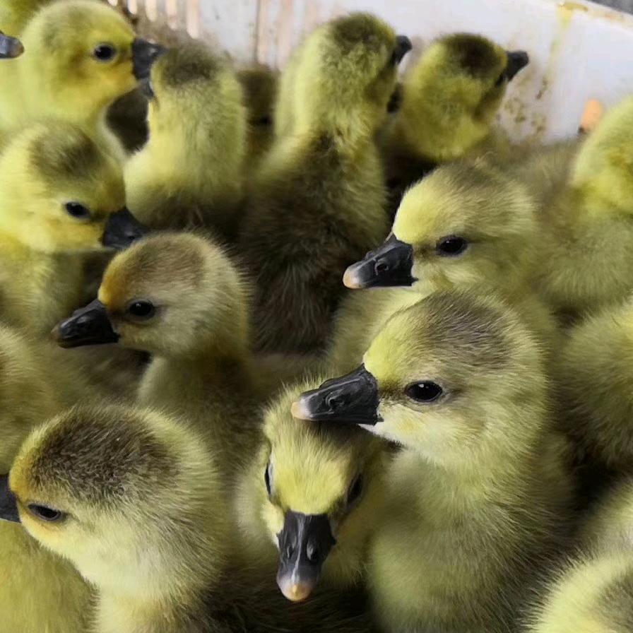 良隆择木农牧科技有限公司