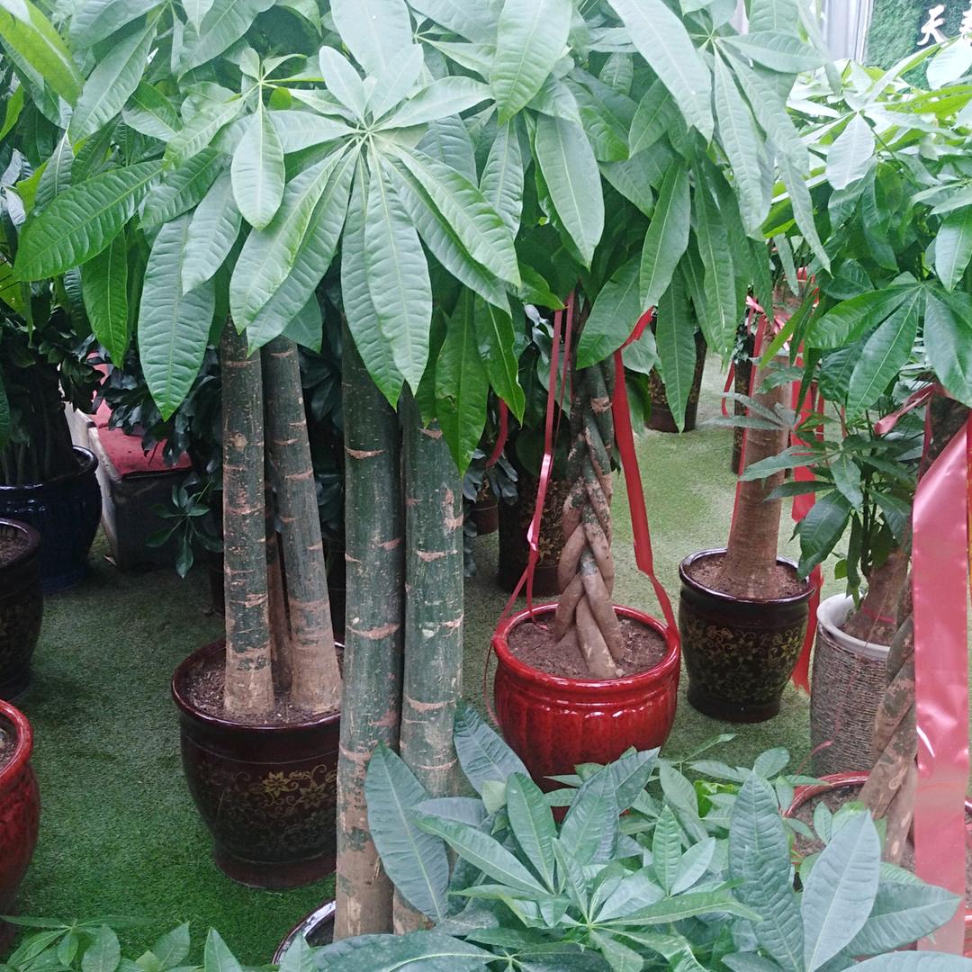 发财树