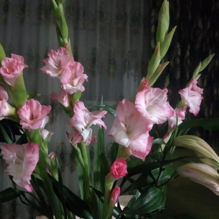 青青