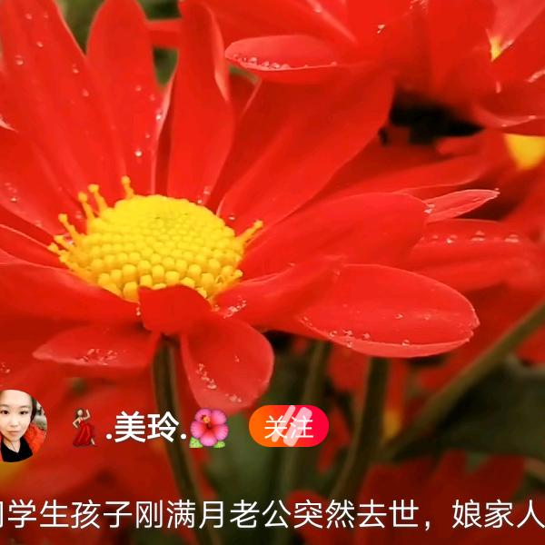 两只蝴蝶