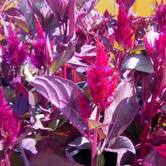 后知后觉后想念