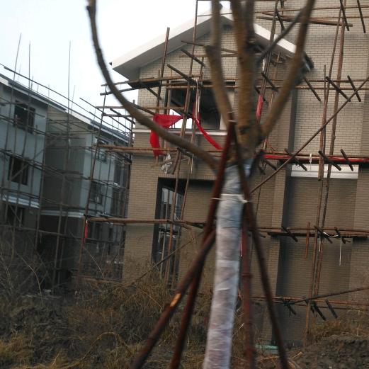 阳光灿烂