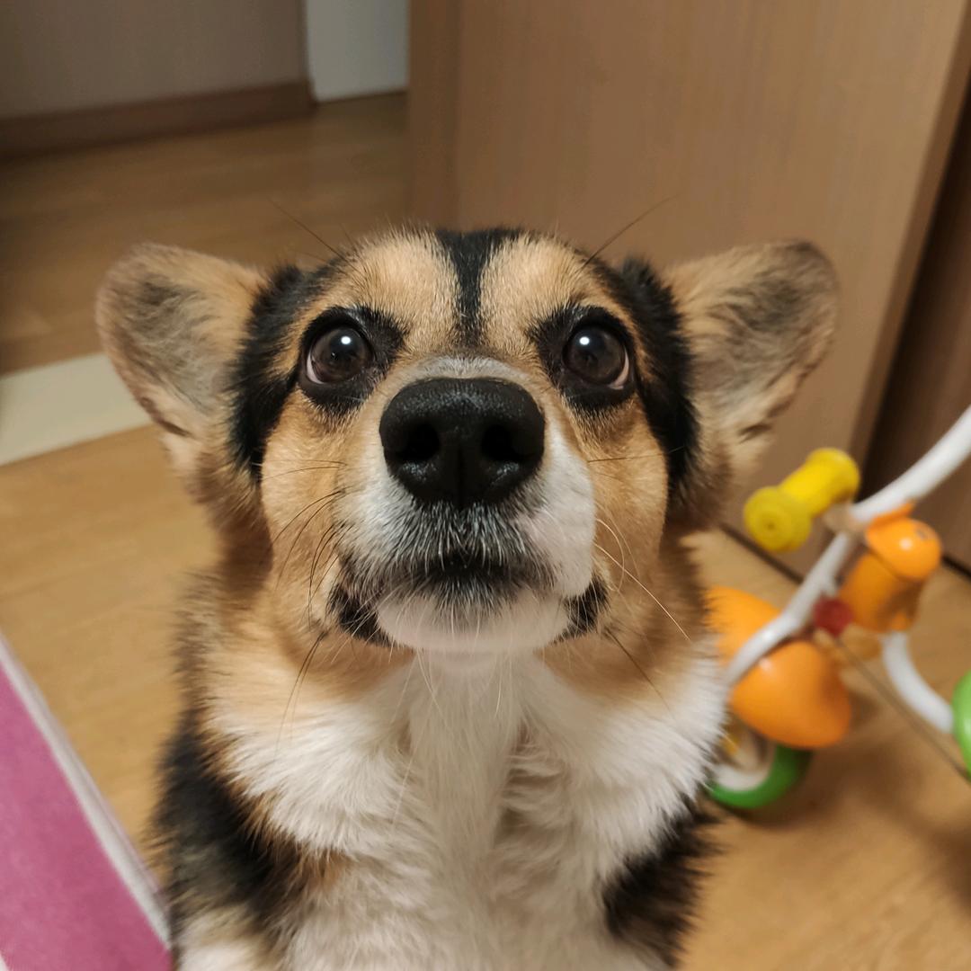 可乐篮子