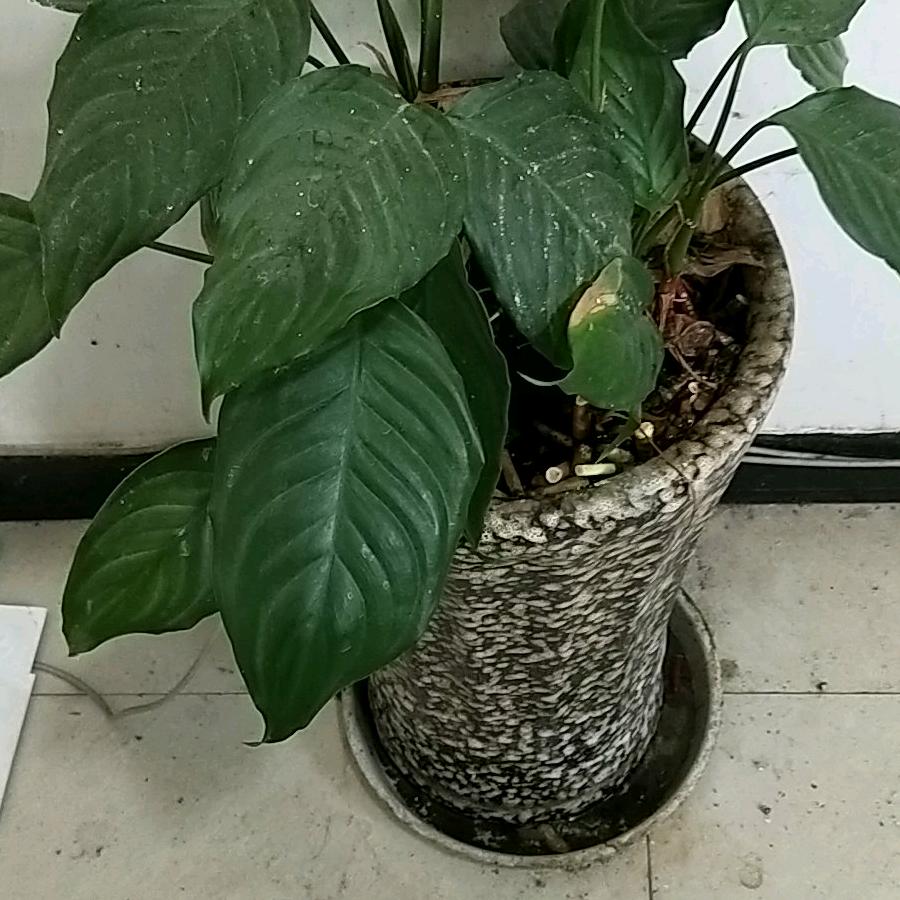 云在天上飞