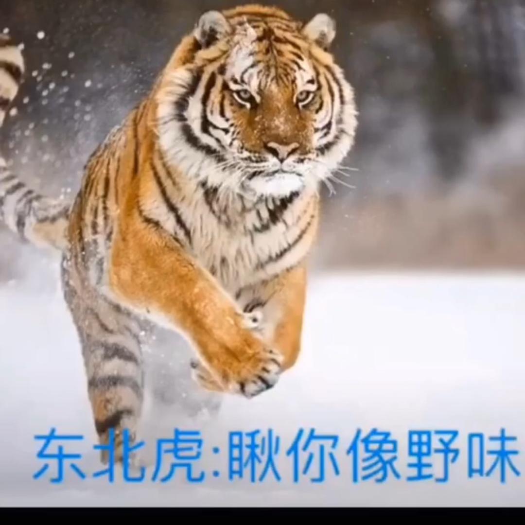 一路向北