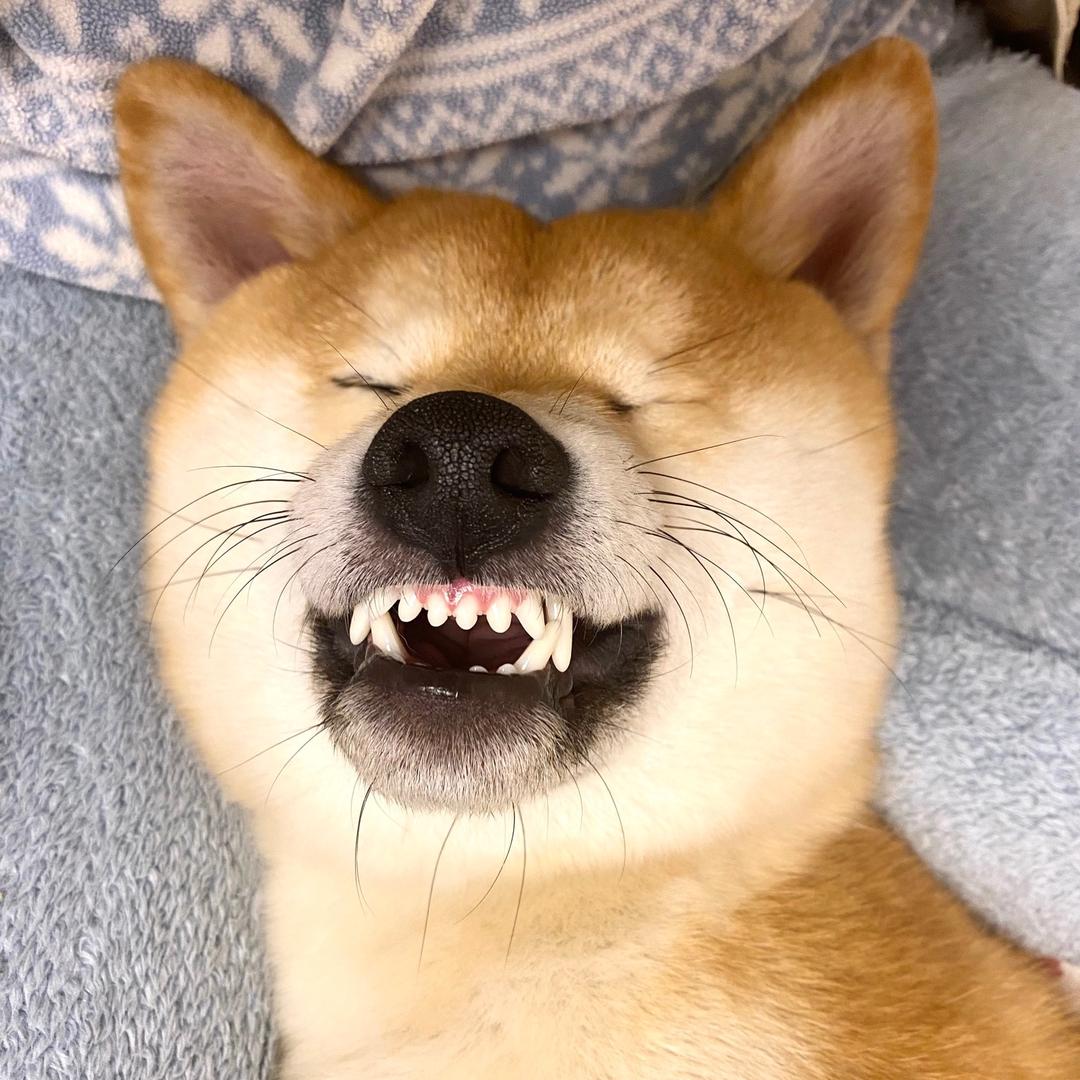 柴犬泡菜的姐姐