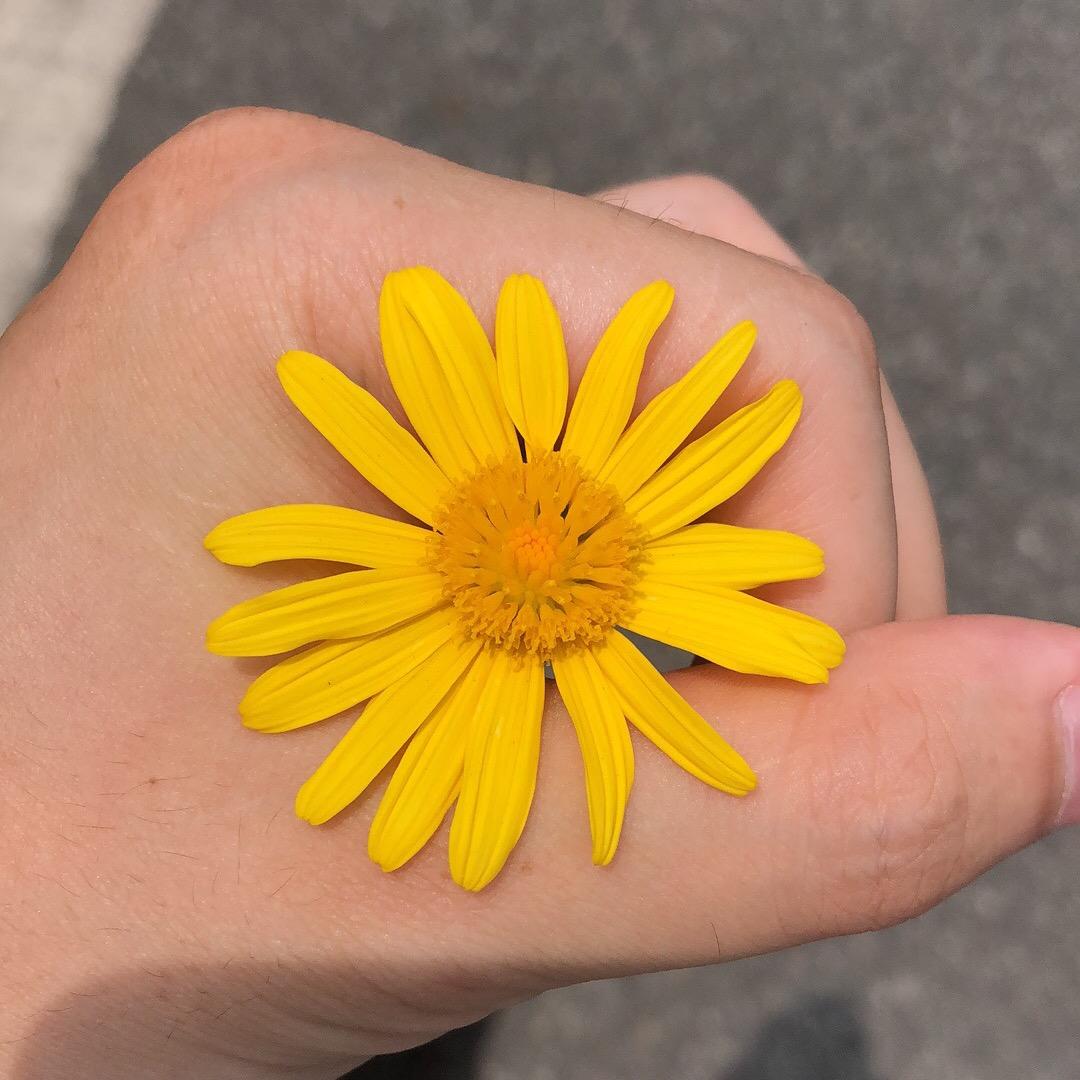 瓜瓜不是花花
