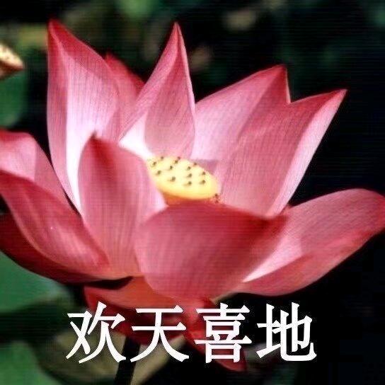 红梅花🌹