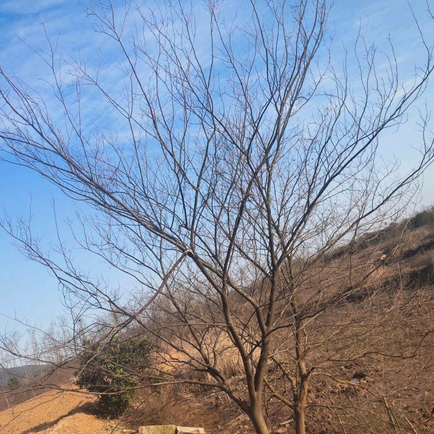 罗荣江