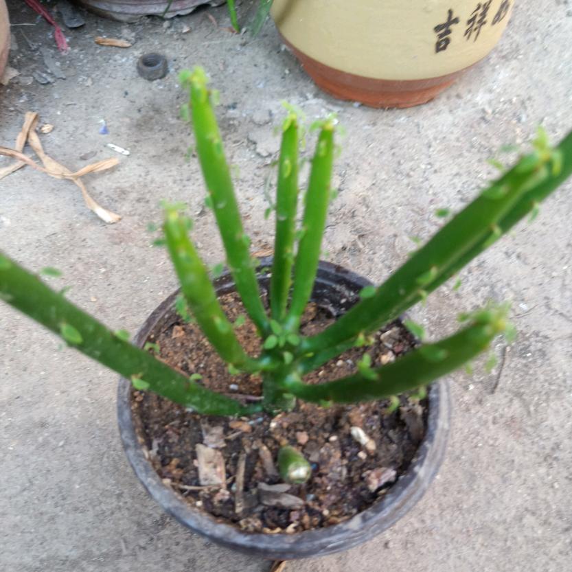 吉祥123