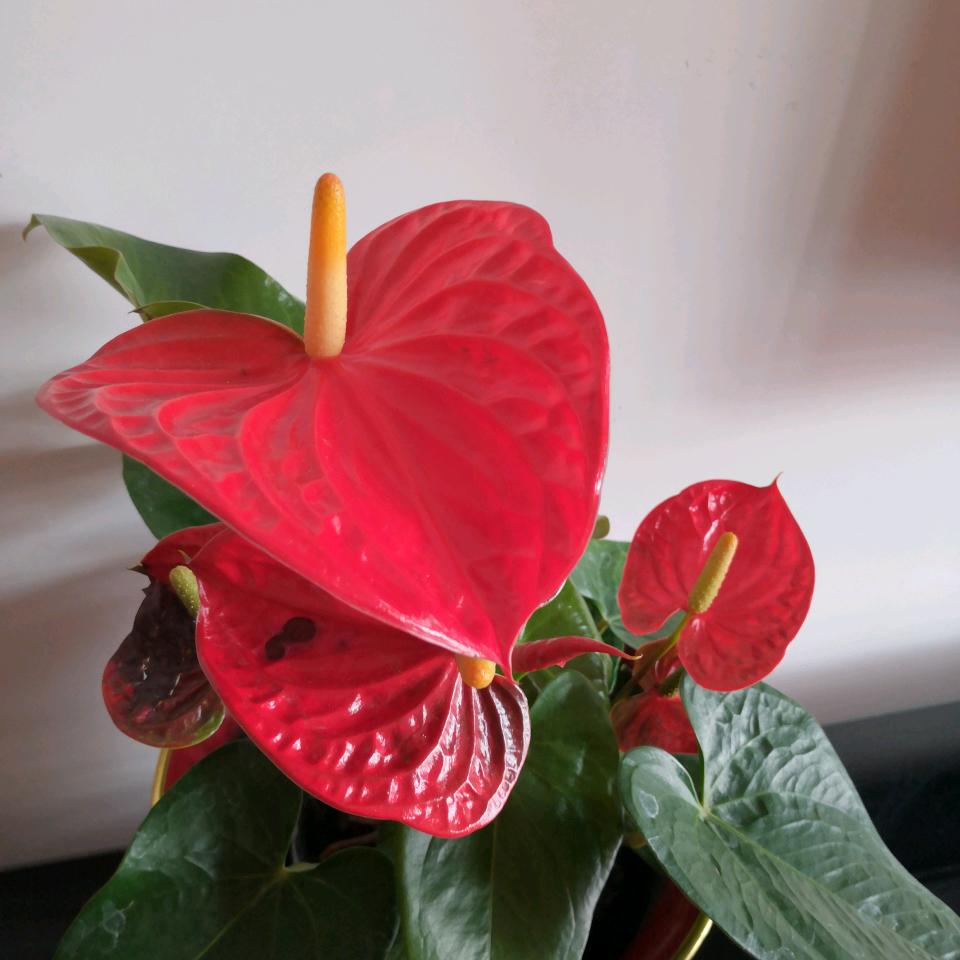 花仔