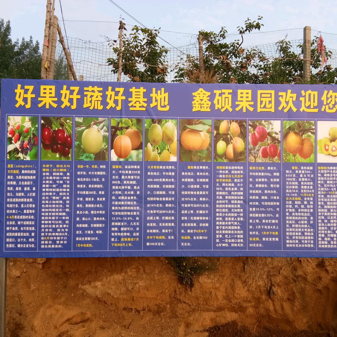 种梨老头儿