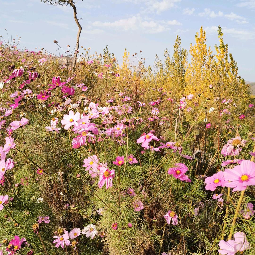 子非鱼🐟🐟🐟🐟🐟🐟
