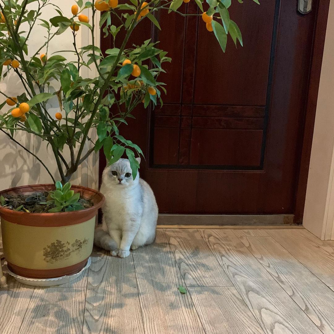 小鹿不乱撞「」