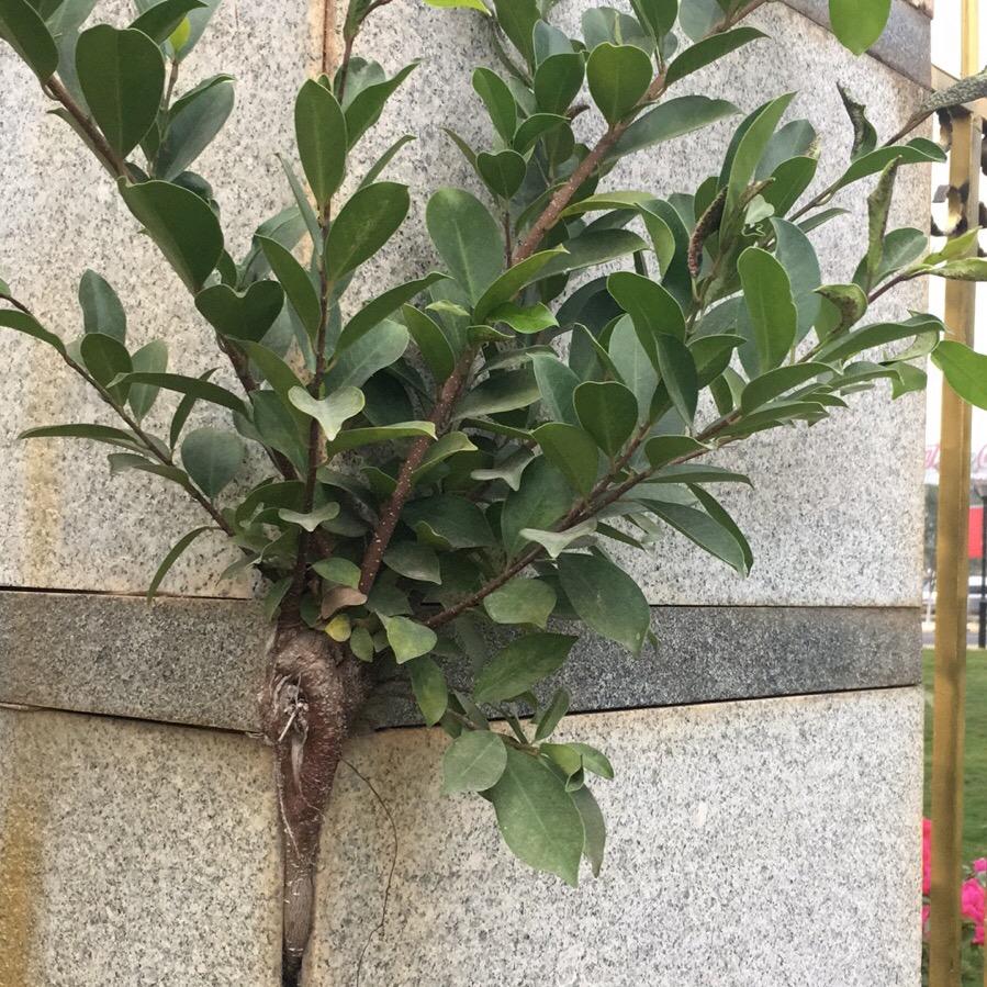 绝处逢生