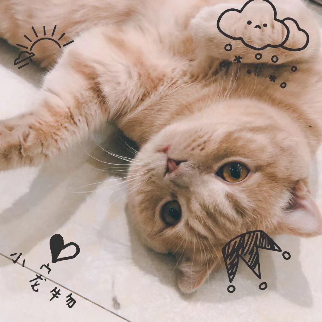 十二素。