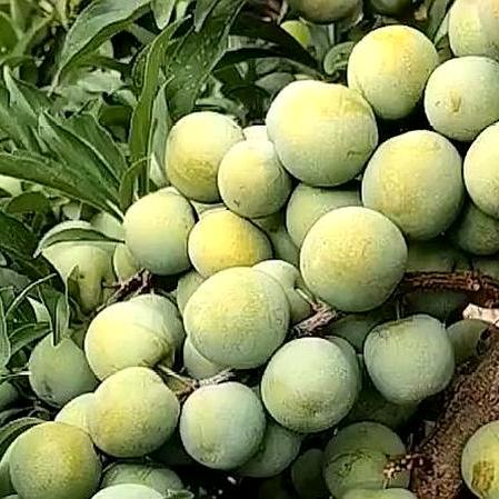 新滩半边红王哥果园