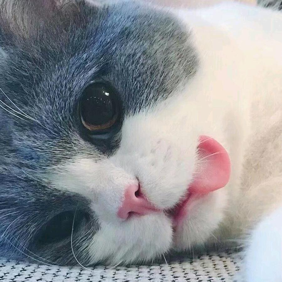 🦊虎妮🦊