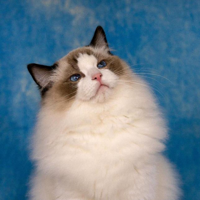 夜猫子