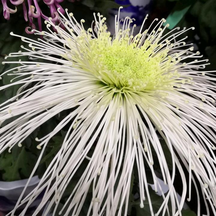 微笑的玉