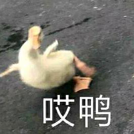 哎鸭