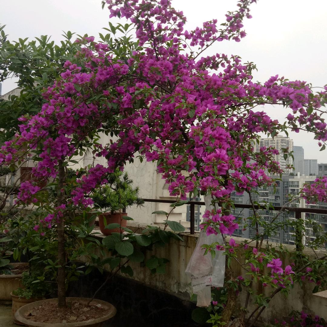 重庆骏越吸塑泡沫包装制品有限公司