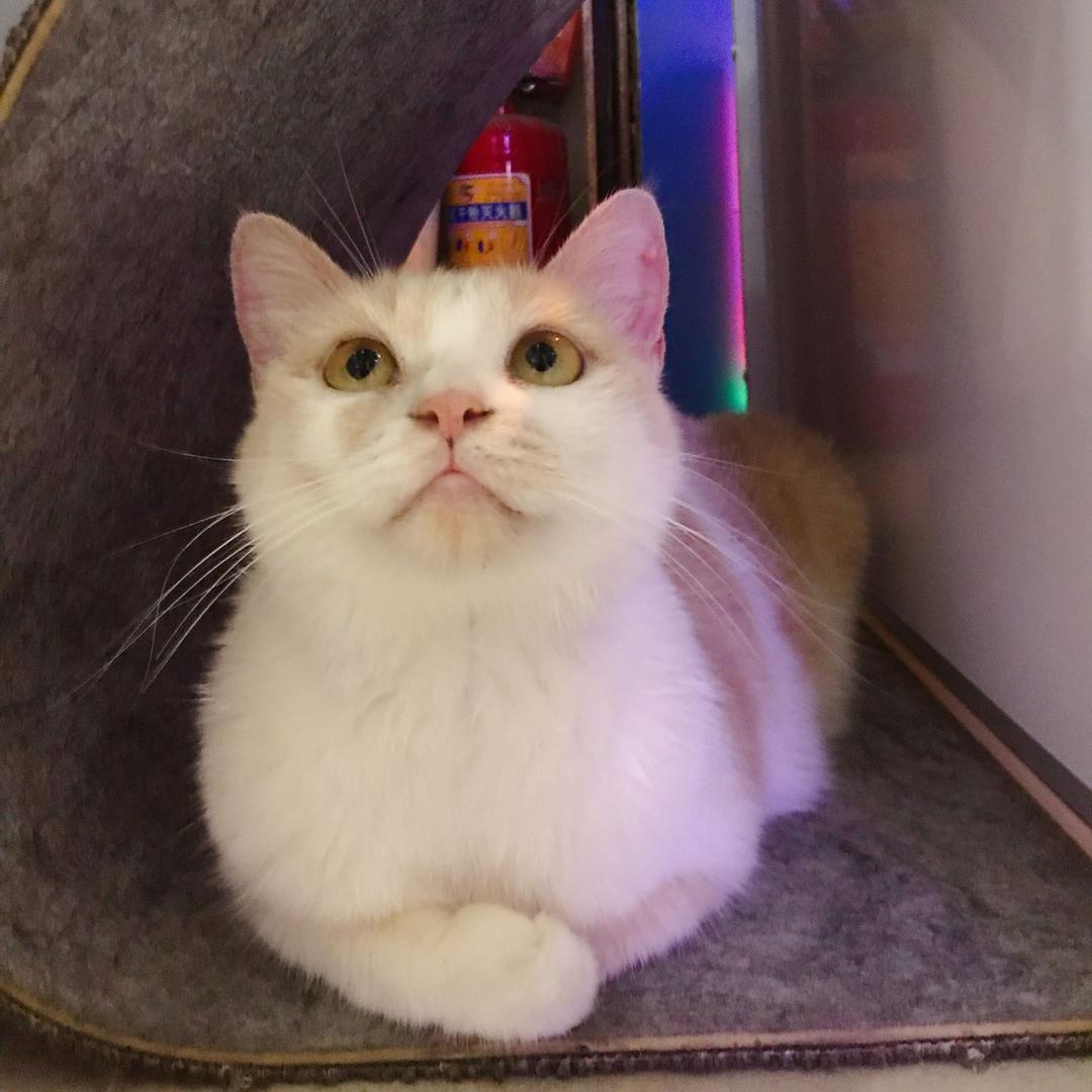 小青和她的猫