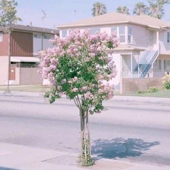 支大姐
