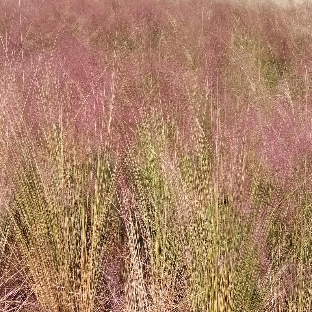 香芋