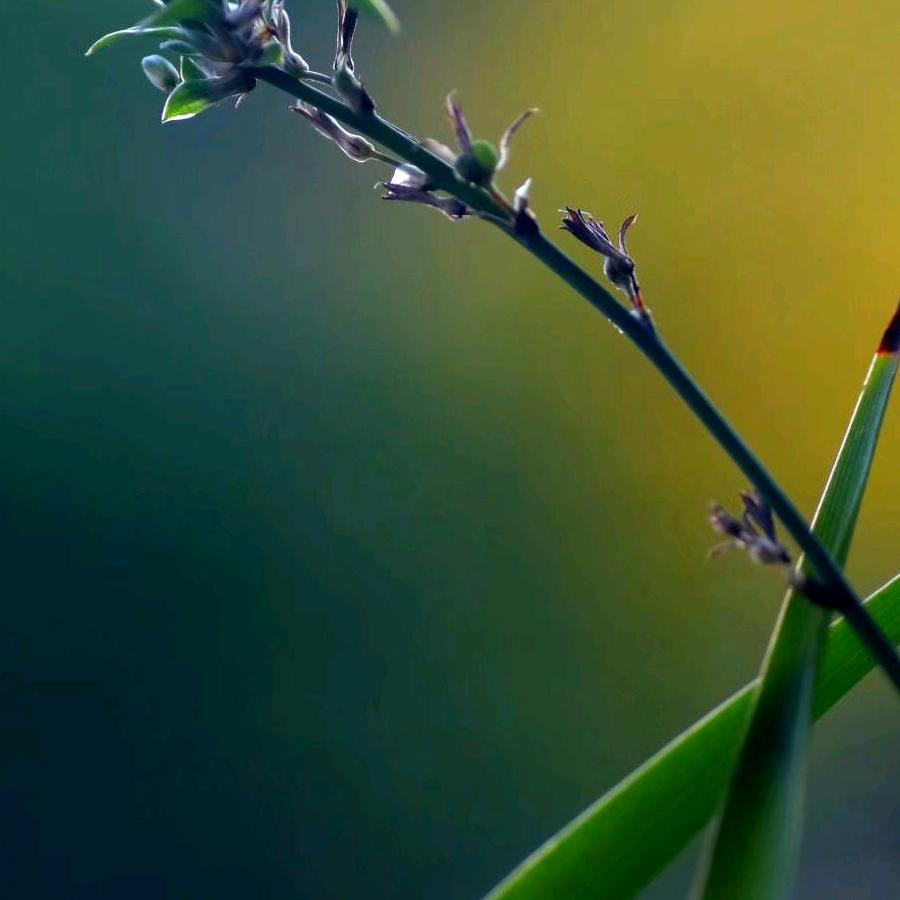 芽儿