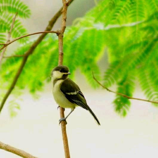 小鸟🐦