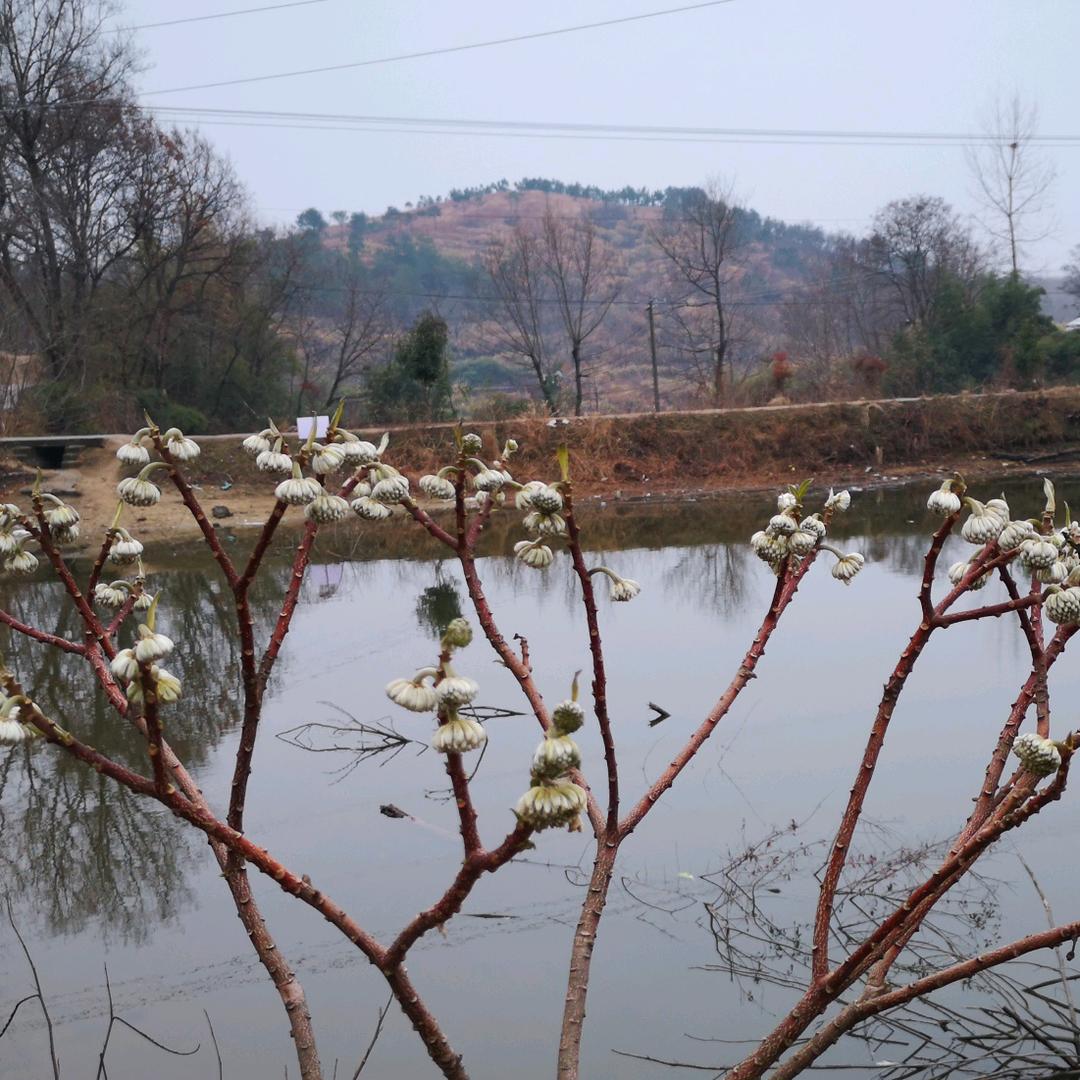 麦穂尔