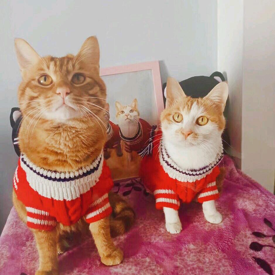 小锅盖