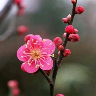 🌺এ梅子᭄🌺
