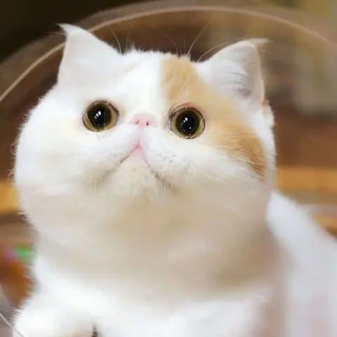 皮卡丘@