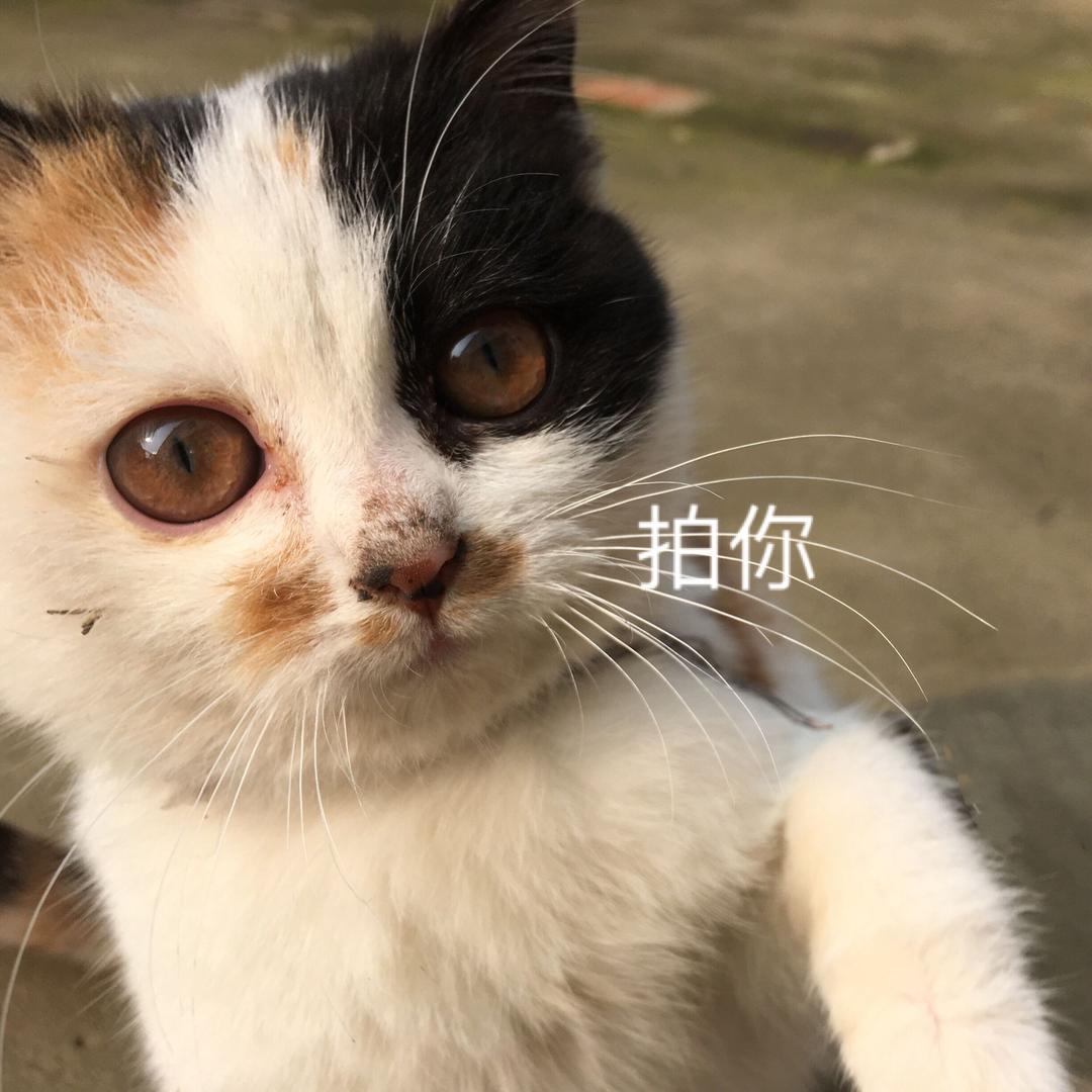 菇毒有解药