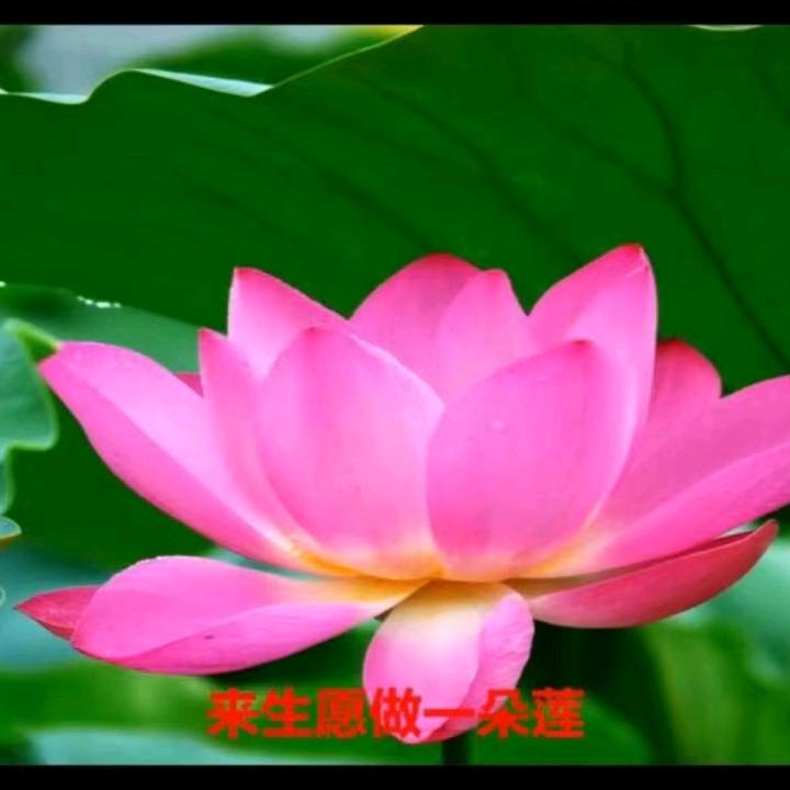一生只有你