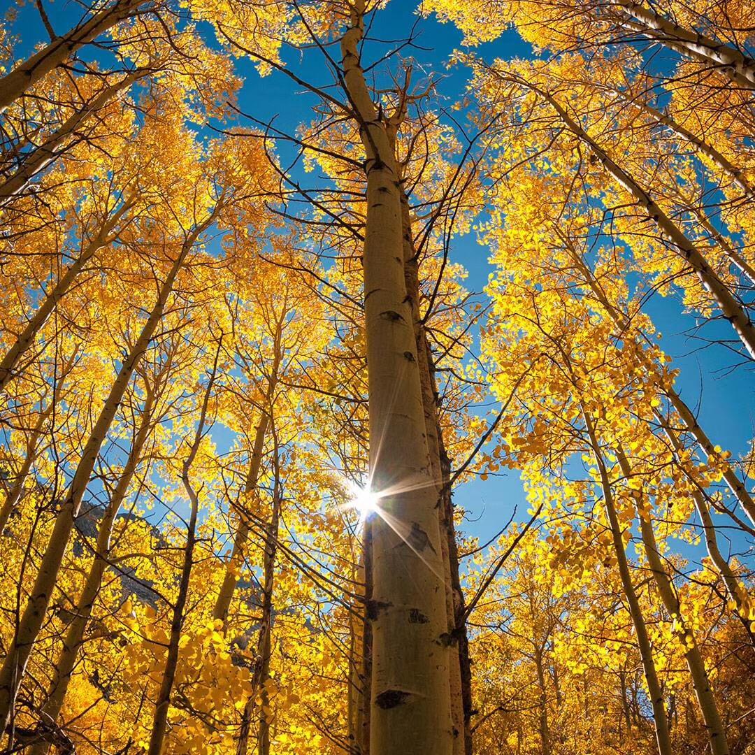 褚堂史丹利经销🌸笑看人生🌸良玉炮